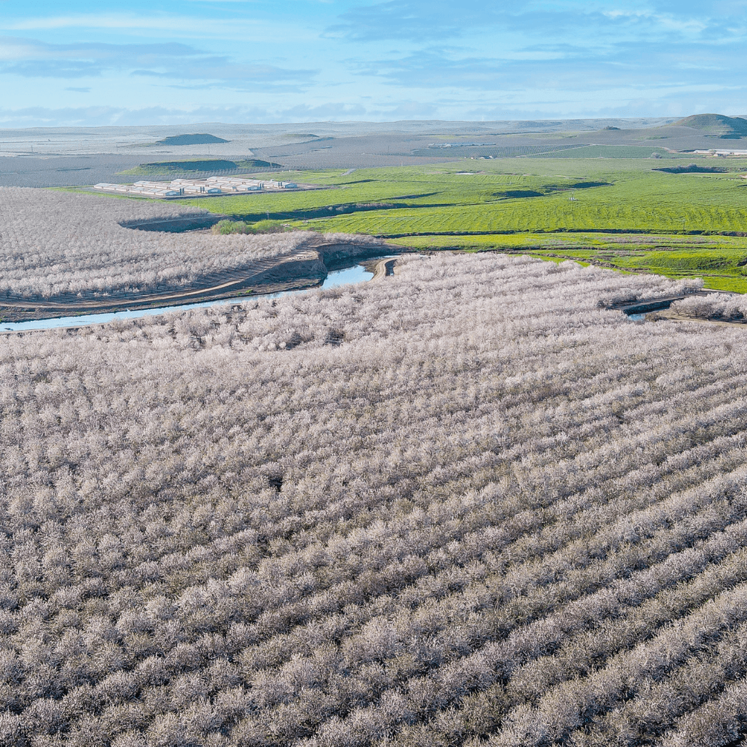 2 Almond Blossom Cruise